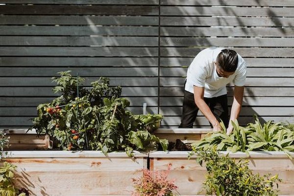 Comment arroser, tailler, désherber et fertiliser vos plantes selon leurs besoins ?