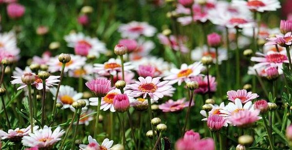 Comment choisir les plantes, les fleurs et les arbres qui conviennent à votre climat, votre sol et votre style ?