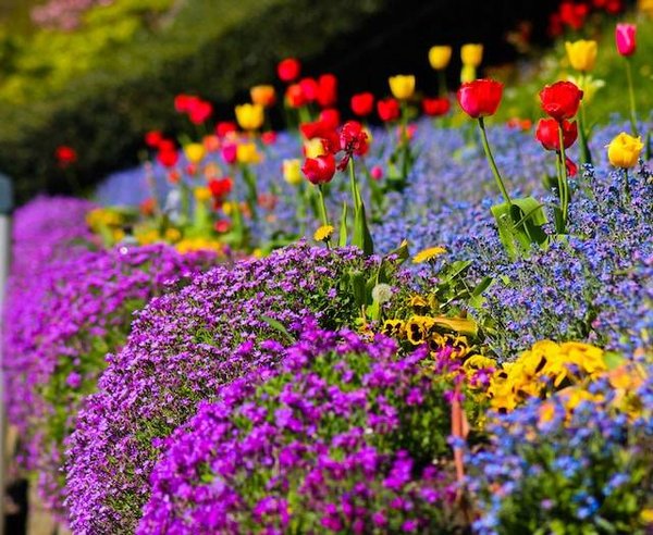 Comment associer les plantes entre elles pour favoriser leur croissance, leur santé et leur saveur ?