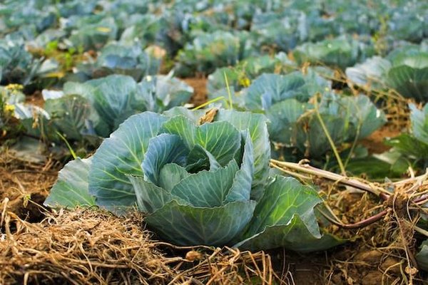 Comment cultiver vos propres fruits, légumes et plantes aromatiques dans votre jardin ?